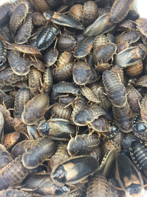 Dubia Roaches for Sale - Pounds