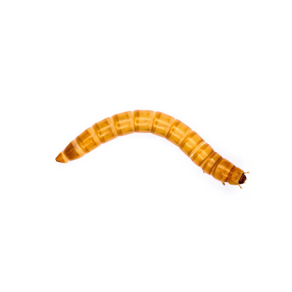 Mealworm