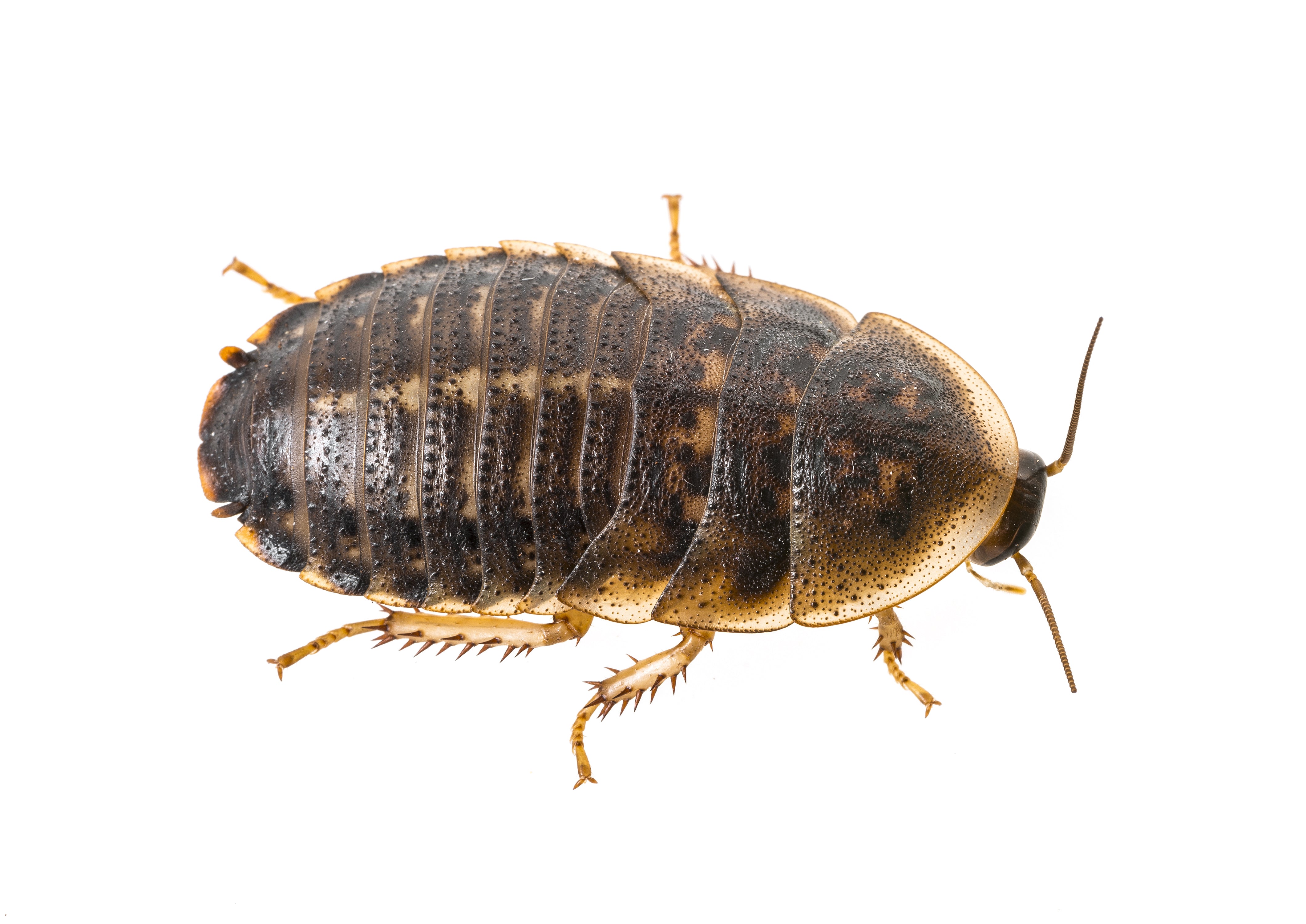 Dubia roach on a white background