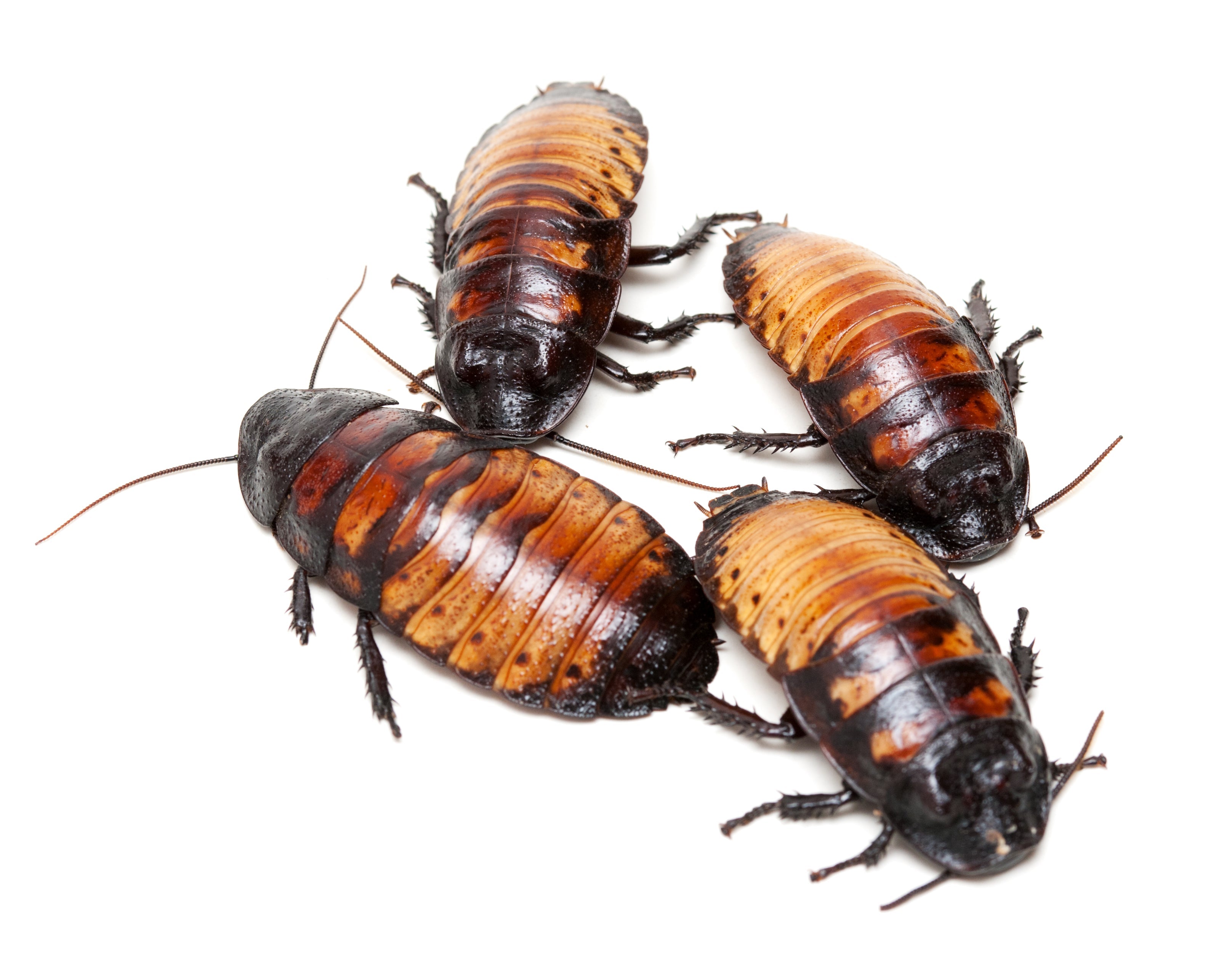 Madagascar Hissing Cockroaches - Adults