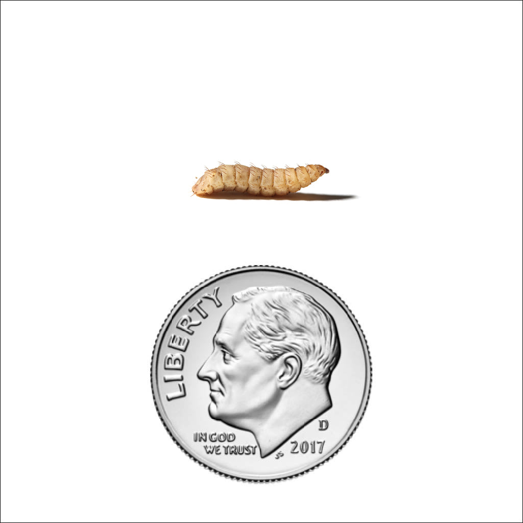 Black Soldier Fly Larvae