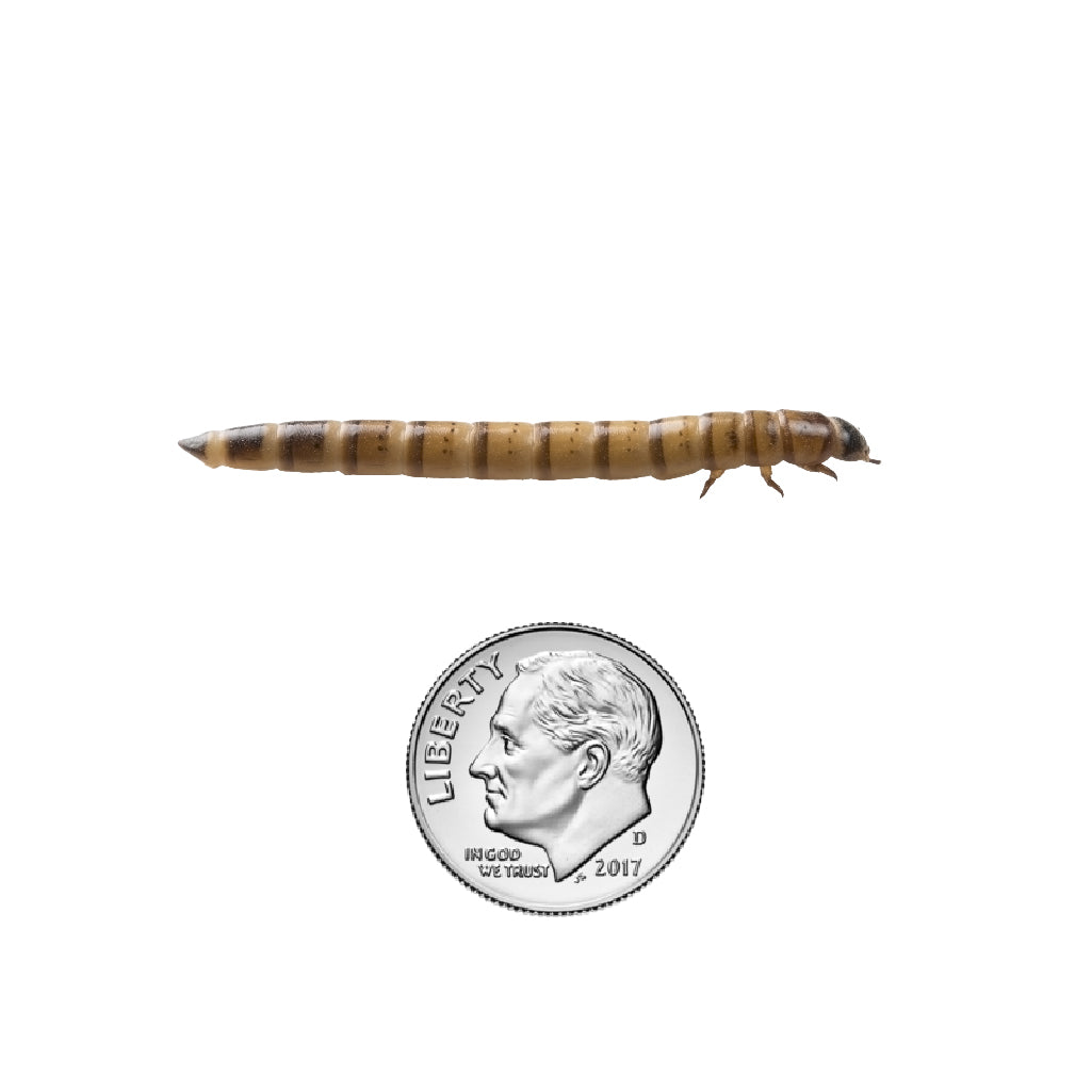 Large Superworm