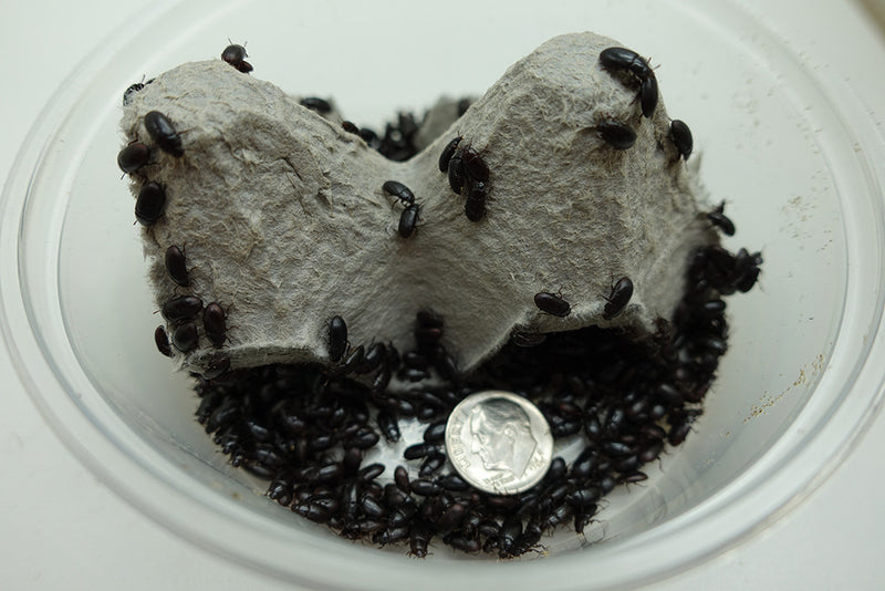 Buffalo Beetles