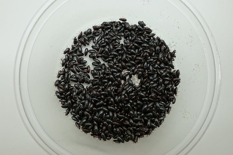 Buffalo Beetles