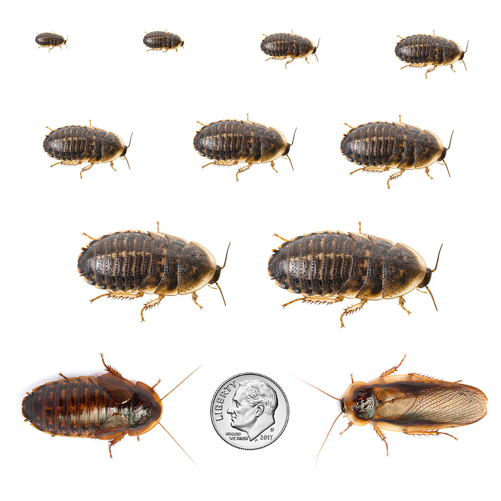 Dubia roach sizing chart