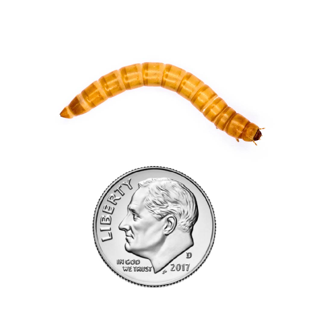 Mealworms